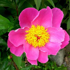 BrightPinkFlower