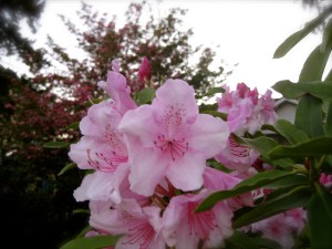 IMG_0814