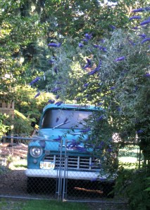 ButterflyBushOleTruck