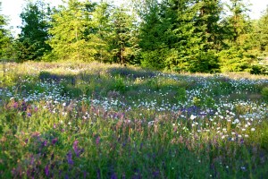 FieldOfFlowersBeauty