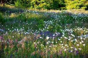 FieldOfWildFlowers2