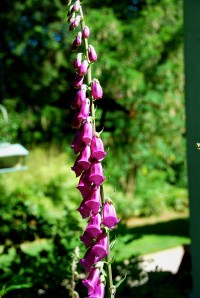 Foxgloves1