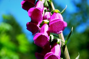 Foxgloves2