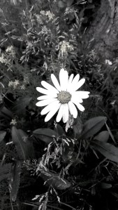 HeLovesMeHeLovesMeNot