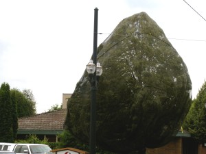 HillsboroTreeWrappedUp