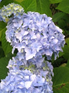 HydrangeaBeauty