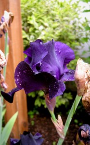 IrisBeauty3