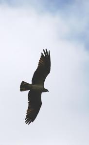 Osprey4