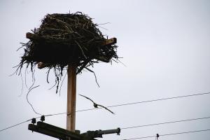 OspreyandNest