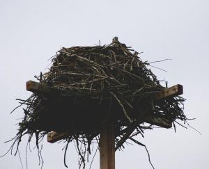 OspreyandNest3