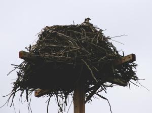 OspreyandNest4