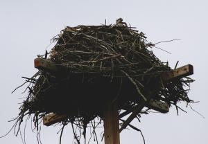 OspreyandNest5
