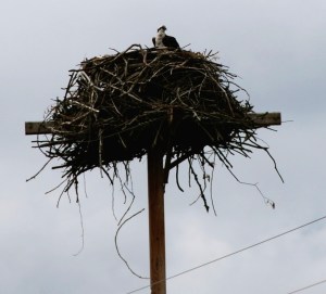 OspreyInNest2
