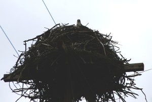 OspreyInNest3