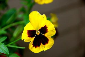 Pansy