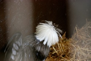 PhyllisDillerChicken1