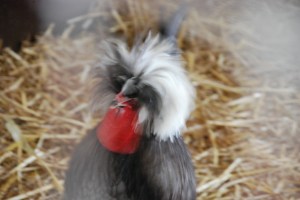 PhyllisDillerChicken2