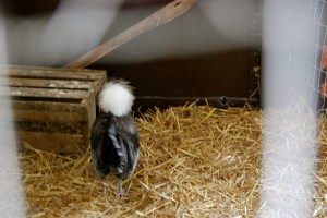 PhyllisDillerChicken3