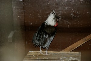 PhyllisDillerChicken5