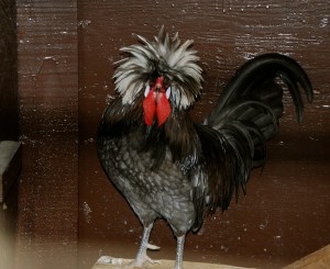 PhyllisDillerChicken6