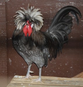 PhyllisDillerChicken7