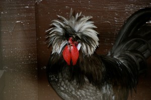 PhyllisDillerChicken8