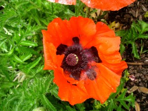 Poppy1