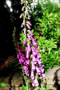 PrettyFoxgloves