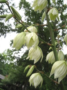 PrettyUpsideDownFlowers