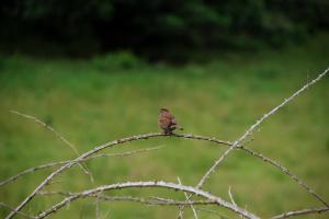 SauvieIslandLilBird1