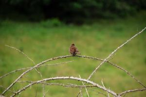 SauvieIslandLilBird2