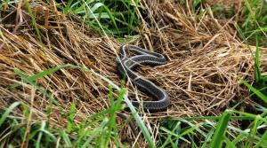 SauvieIslandSlithers1