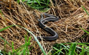 SauvieIslandSlithers2