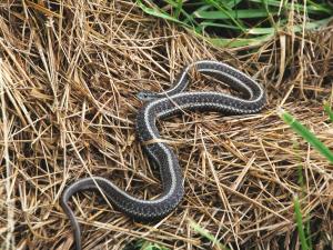 SauvieIslandSlithers3