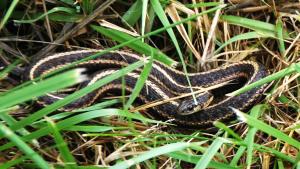 SauvieIslandSlithers4