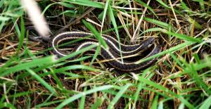 SauvieIslandSlithers5