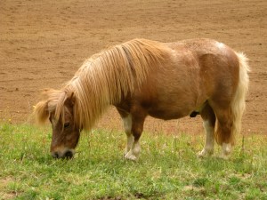 ShetlandPony