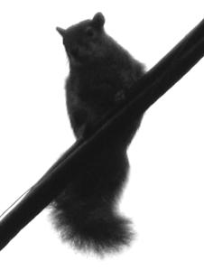 squirrel1