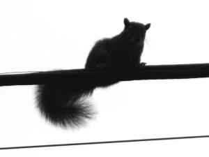 squirrel2