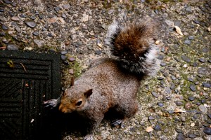 Squirrel2