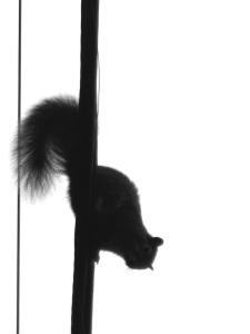 squirrel3