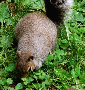 Squirrel3
