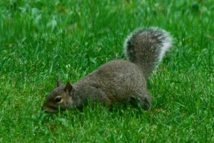 Squirrel4