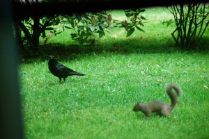 SquirrelandCrow