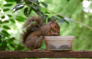 SquirrelDiner2