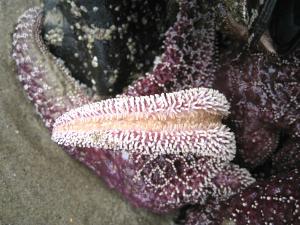 Starfish3