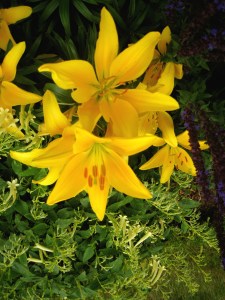 YellowFlowerSplendor