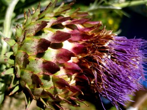 ArtichokeBeauty2