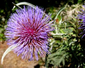 ArtichokeBloom1