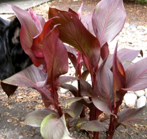 BearEnjoyingNatureToo